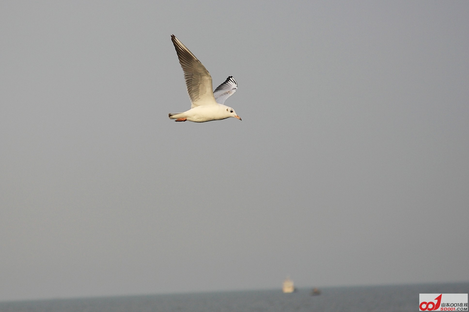 DPP_0025.JPG