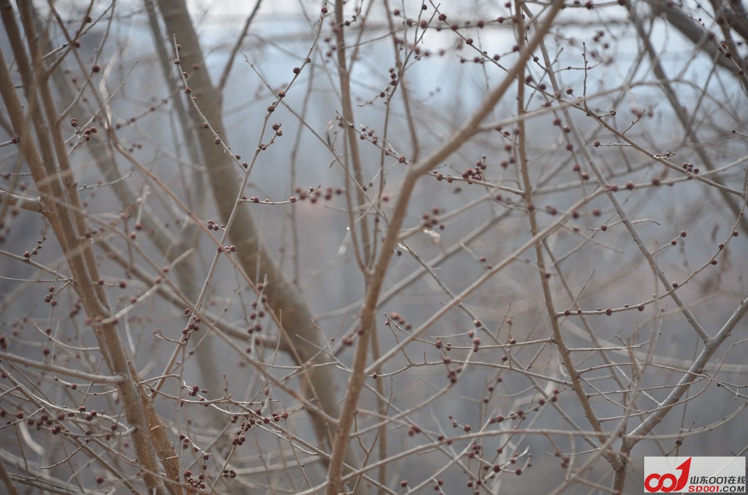DSC_0524.JPG