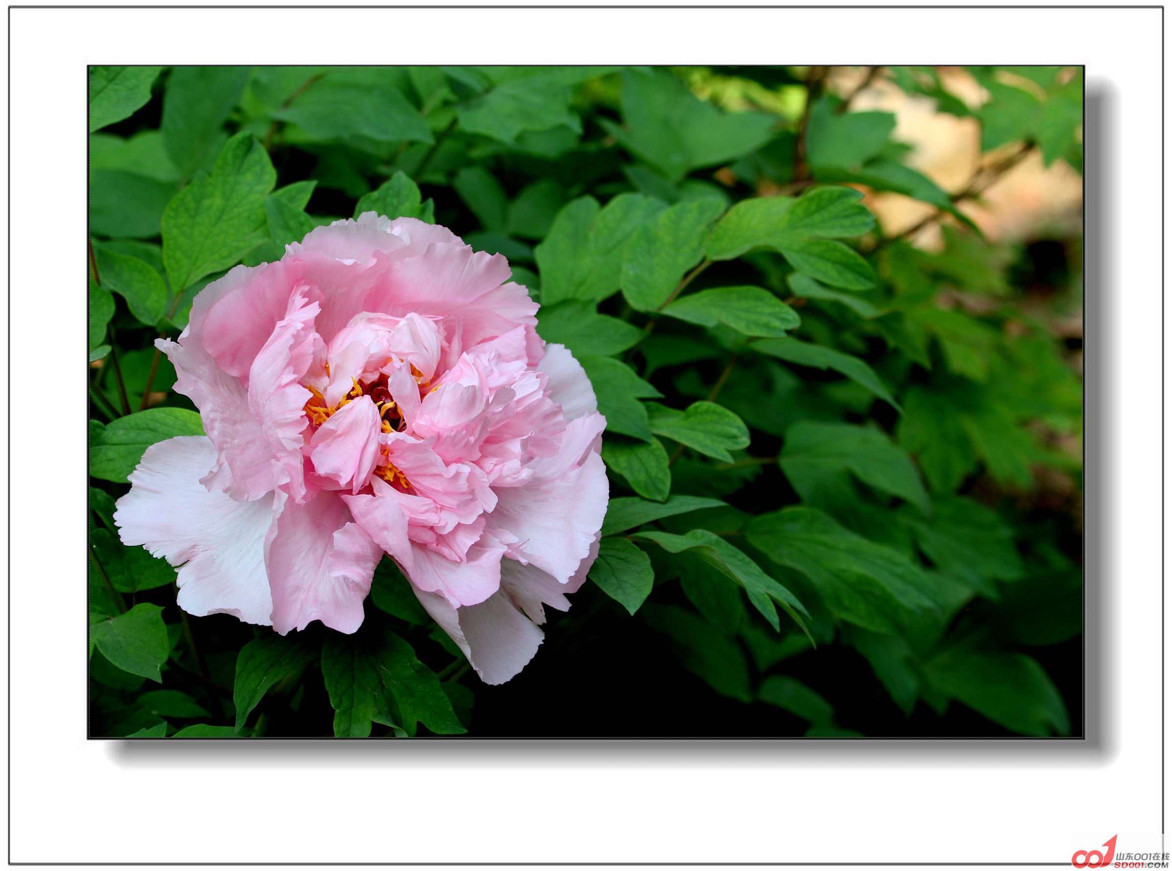 IMG_0043_副本.jpg