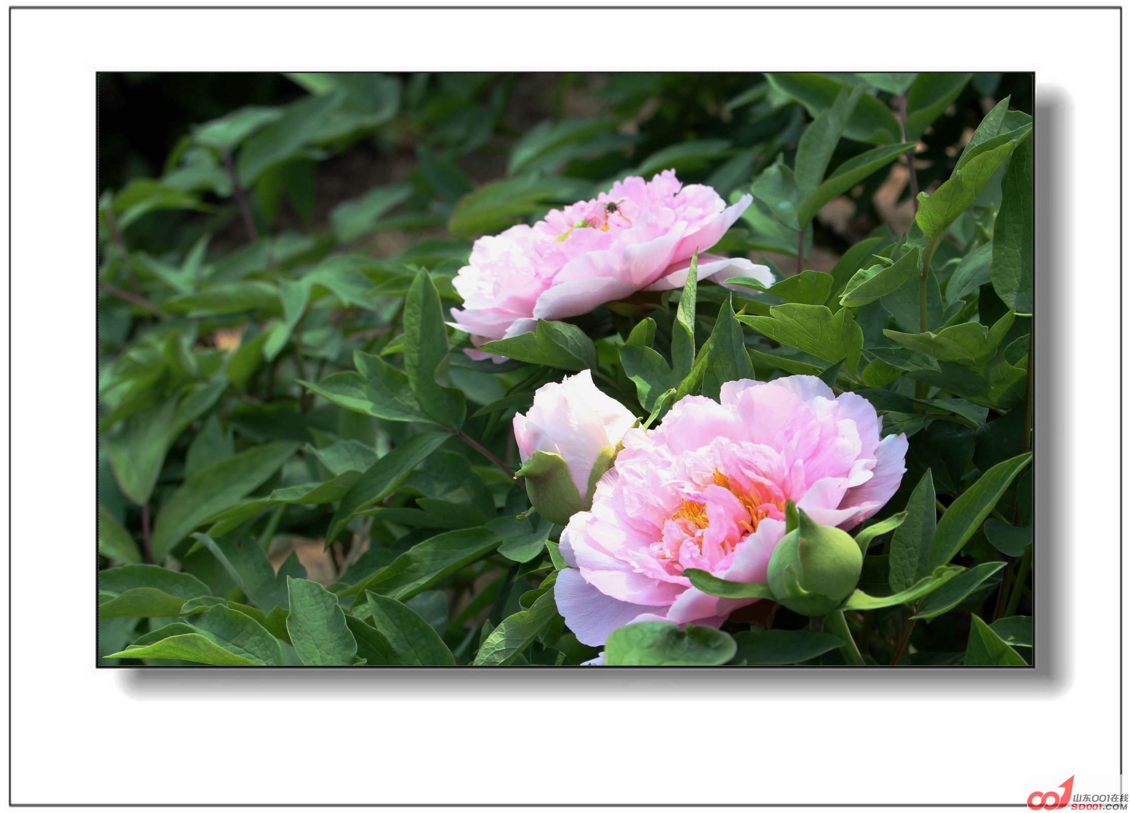 IMG_0084_副本.jpg