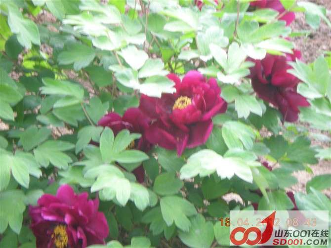 牡丹-7.jpg