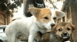 狗1.jpg