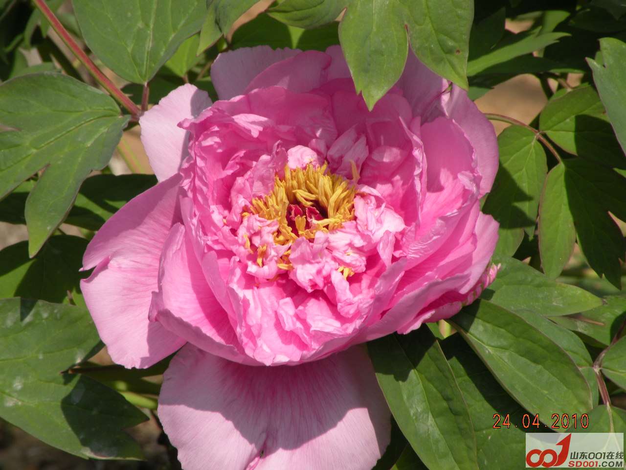 2010老朋友春游 036.jpg