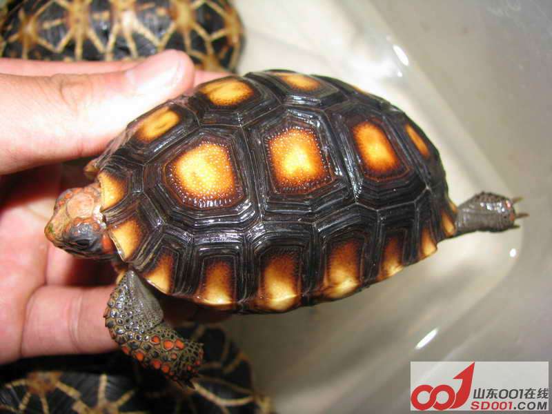 家里的小象龟 吃菜龟-济南-宠物宝贝-山东001在