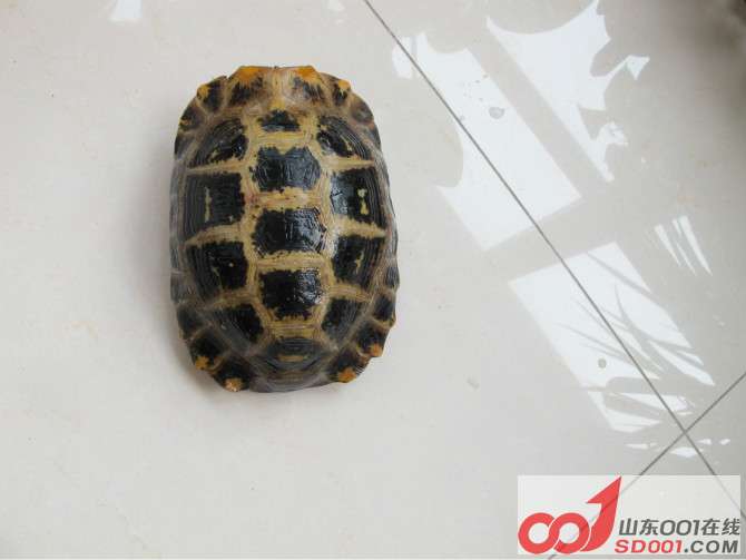 吃菜龟 象龟 陆龟 懒人的宠物龟 小朋友的小伙伴