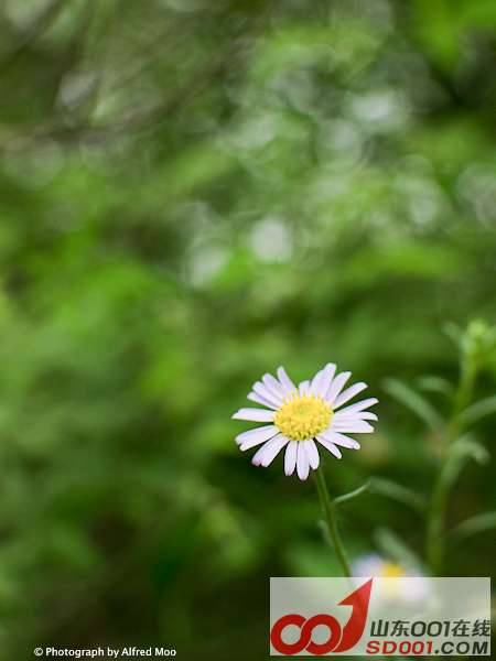 daisy 8.jpg