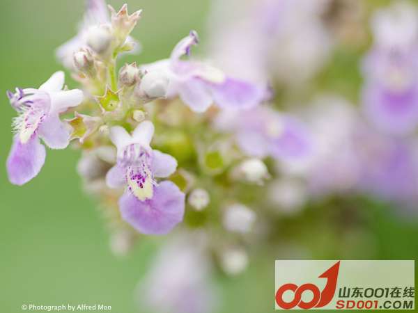 Vervain family.jpg