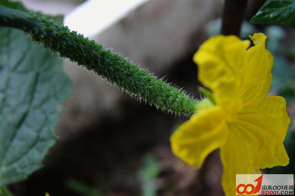 DPP_0003b ().JPG