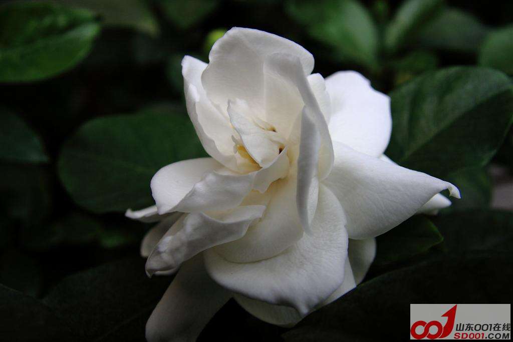 DPP_0011 ().JPG