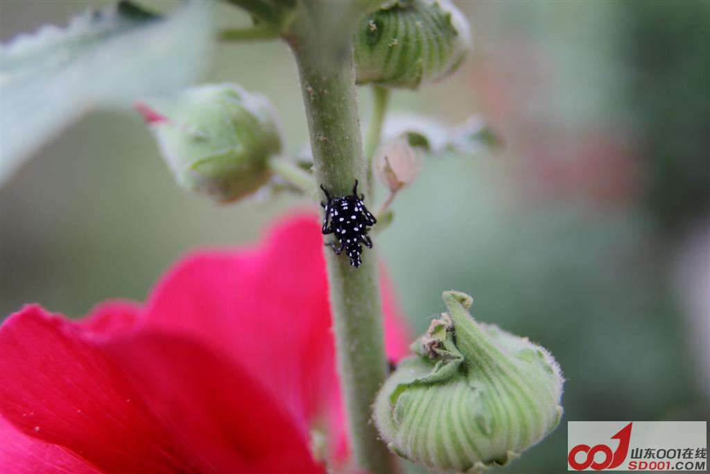 DPP_0039 ().JPG