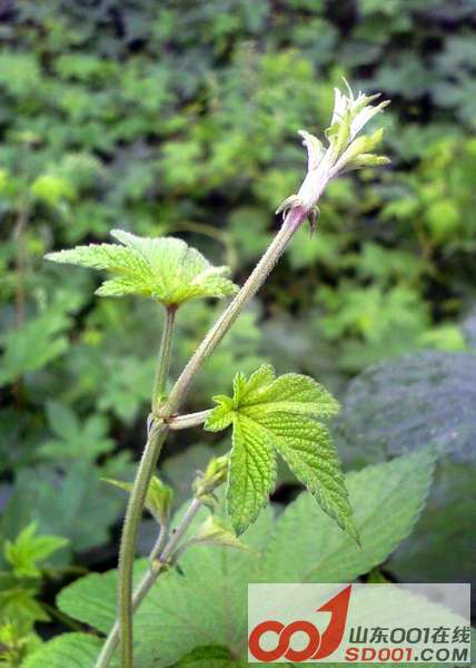 复制 IMAGE_00043.JPG