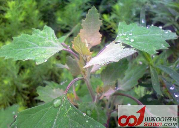 复制 IMAGE_00044.JPG