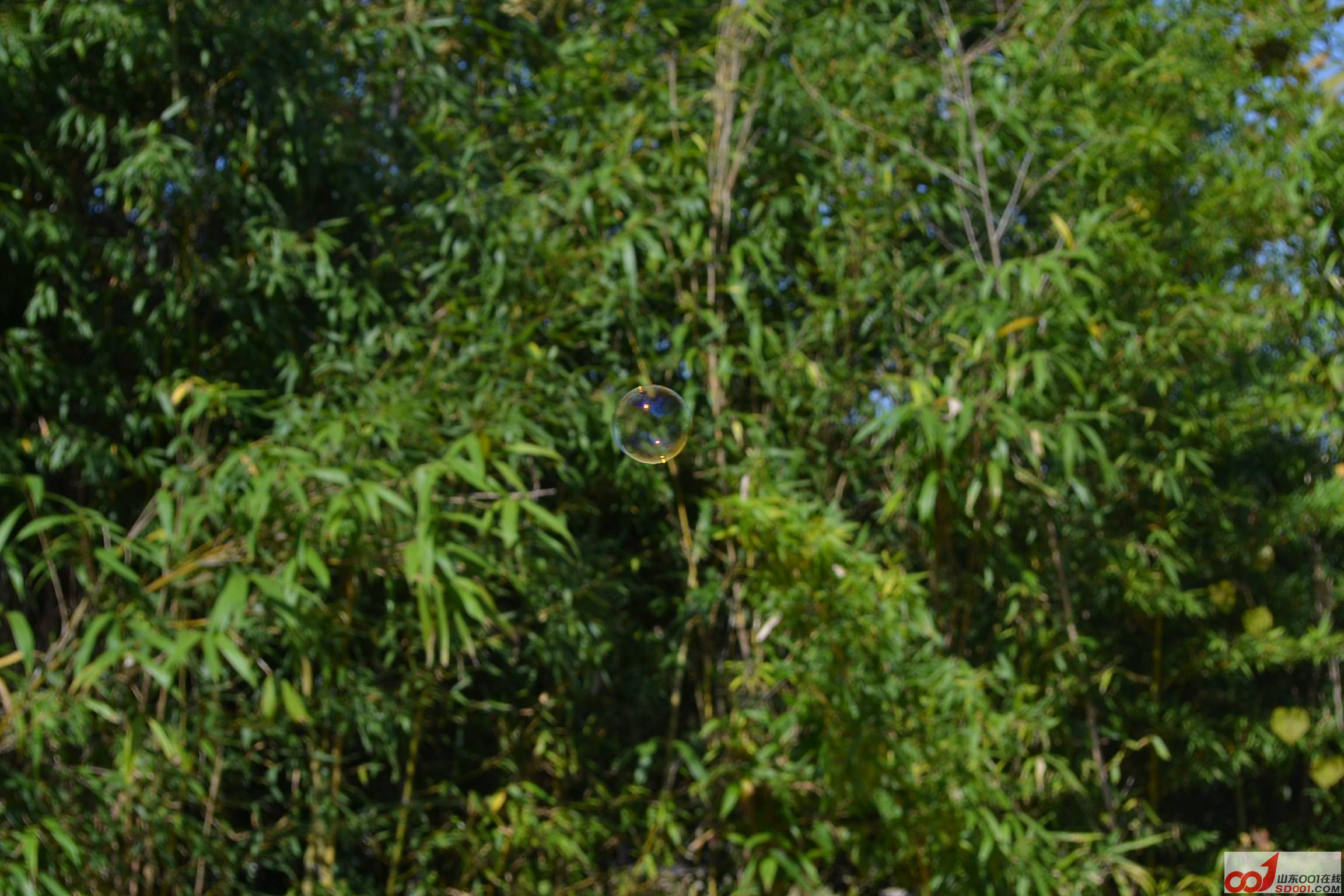DSC_0268.JPG