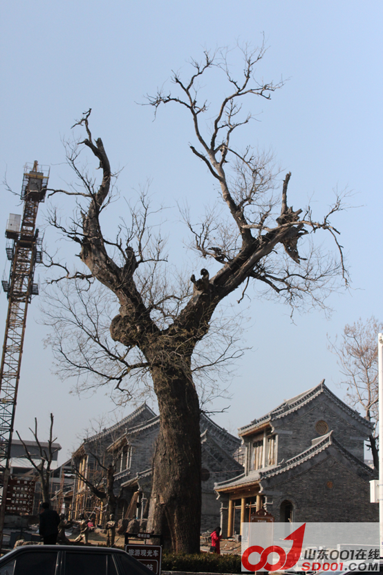 冬天自驾山东一日游 一场远离都市的旅行-济南