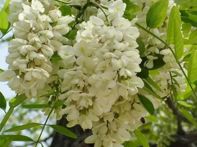 ����ϵĵĻ���