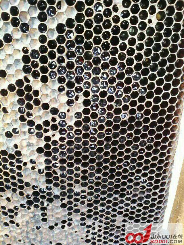 �䳲����ķ�����ɫ�ô���ѽ