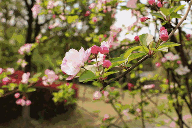 ���� | �·��֣������������վ�ھ����Ÿ���5��O�Ĵ�԰����-5.jpg