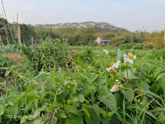 �������ѡ���ֻ���OPPO R15���ֹ�Ч�ĳ�Ư����Ƭ-3.jpg