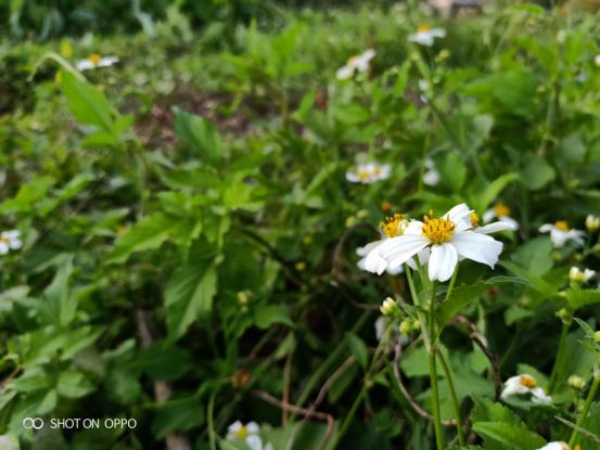 �������ѡ���ֻ���OPPO R15���ֹ�Ч�ĳ�Ư����Ƭ-4.jpg