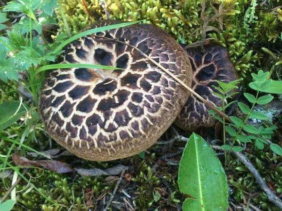 ����������͡�����֮�� Ʒ������֮�� �������֮Դ-35.jpg