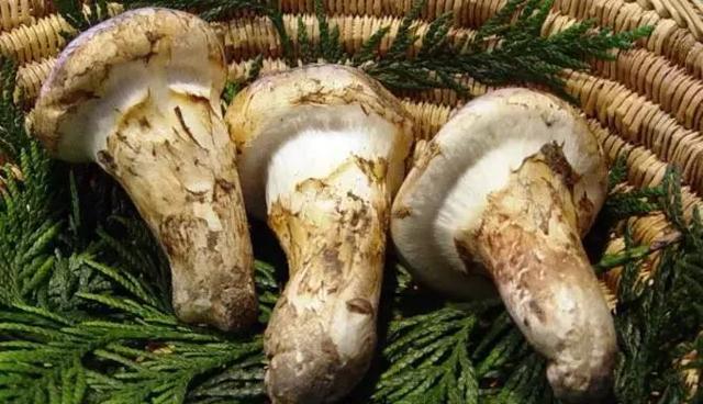 ����������͡�����֮�� Ʒ������֮�� �������֮Դ-34.jpg