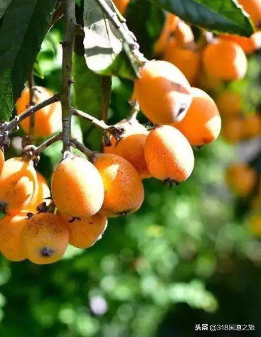 G318 Ŀ�ĵ�·����򶨡�����Ŀ�ĺ�ɫ�Ļ�����-37.jpg