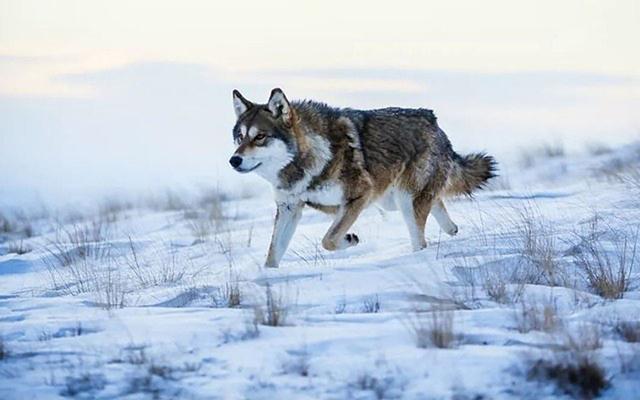 ��Ӱ�����˹�������ͼ��Ϊ�㻹ԭ������Ƭ ���ְ�˹���ڳ�ͣ��-16.jpg