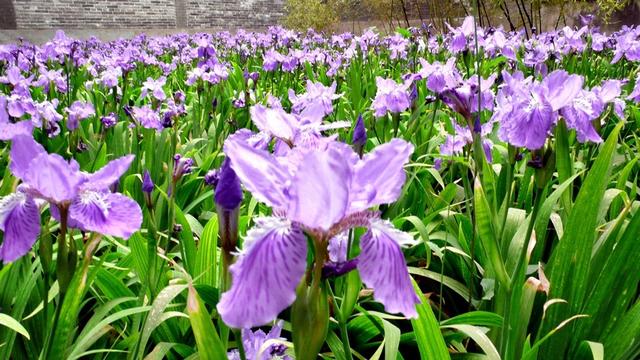 ������ʿ��ŷ�����ռ� ��ʮһƪ���ų��Ŷ�Ѳ��-23.jpg