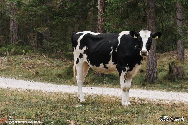 ���泵ͷ��� ȫ��Canyon Aeroad CFR��ý����-61.jpg