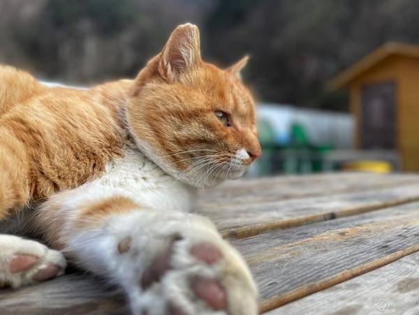 ���絽����iPhone 12 Pro ϵ����Ӱָ��-5.jpg