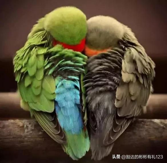 36幅绝美金奖照片分享-33.jpg