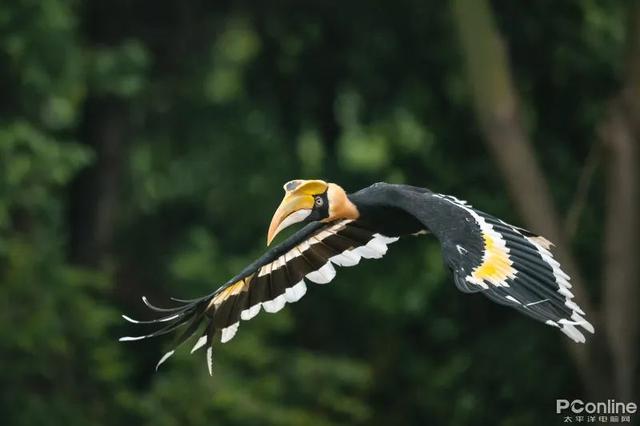 聚焦生态、航空摄影！轻量高性能镜头尼克尔 Z 800mm f/6.3 VR S评测-12.jpg