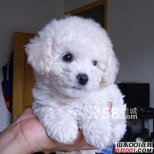 帮一个阿姨转发出售自己家的玩具白贵宾~小体