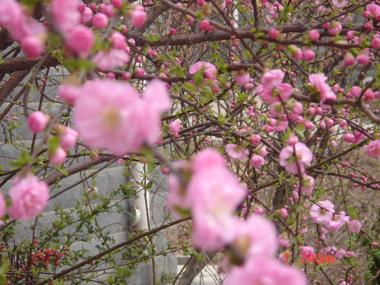 DSC02092.JPG