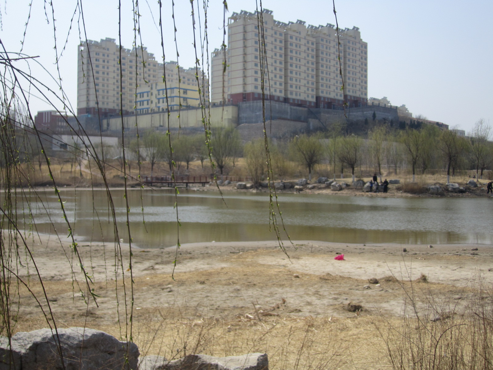 垂柳帘.JPG
