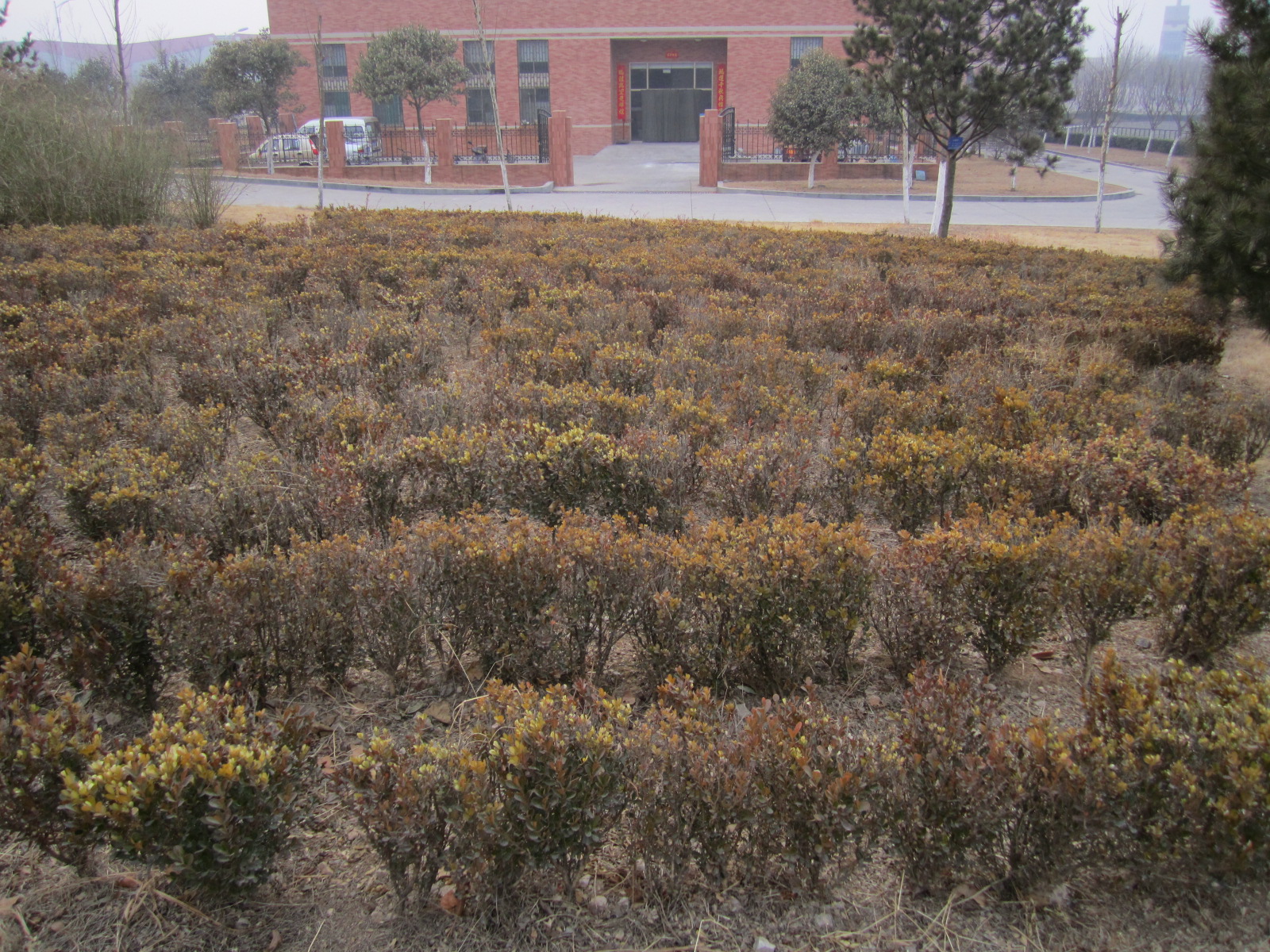 山大南新校区大型植物-济南-宏图三胞杯魅力