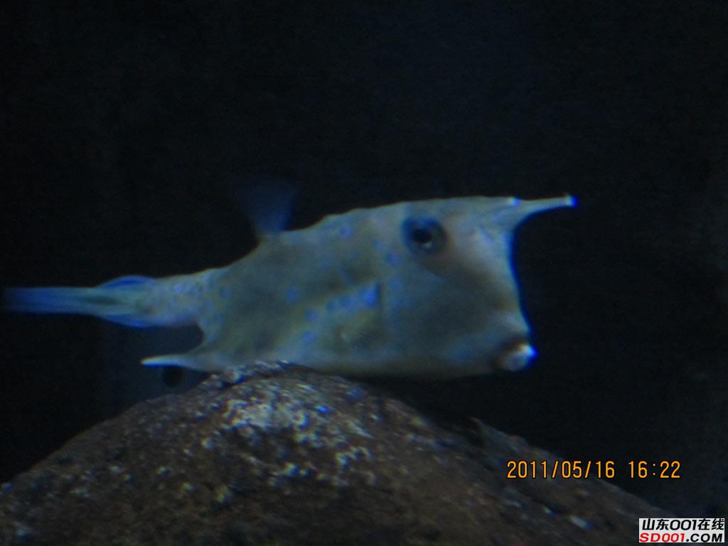 ܿɰС