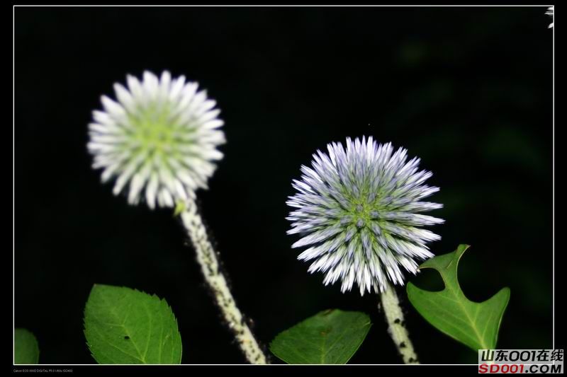 ������С IMG_2394.jpg