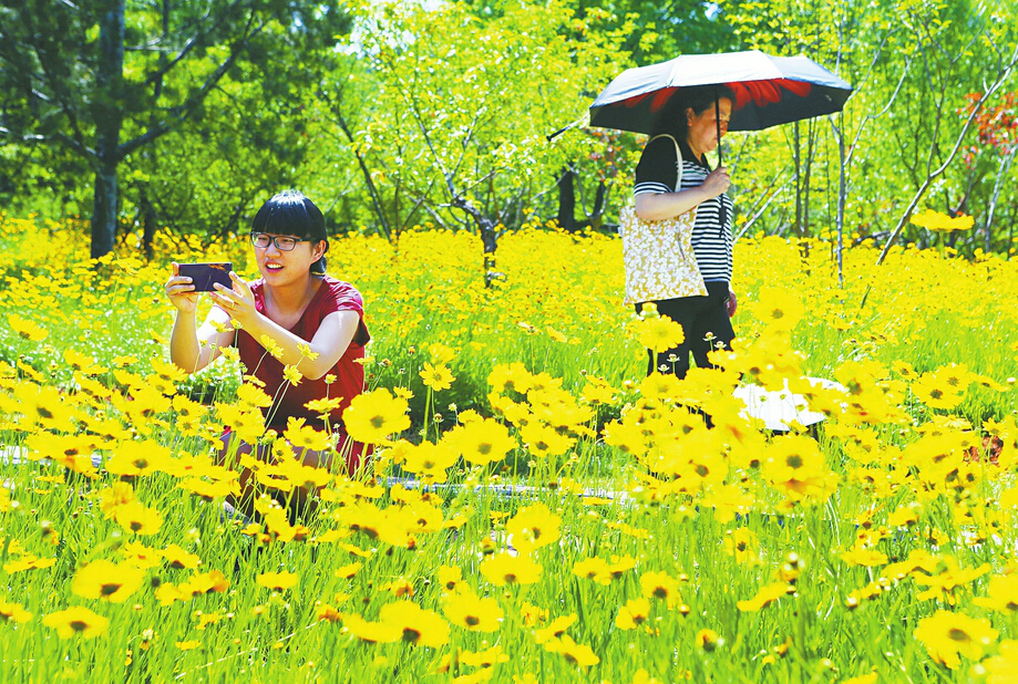 济南千佛山景区内大花金鸡菊次第绽放 分外美